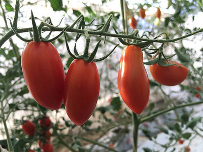Jasoos tomato Seed(140 per packet)