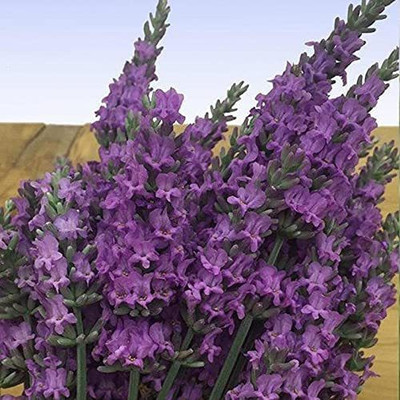 VibeX LXI-73 - Lavender Common English - (2250 Seeds) Seed(2250 per packet)