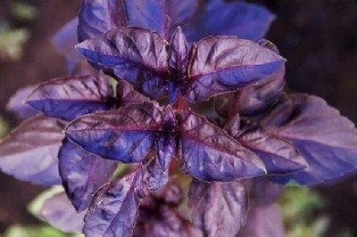 Qualtivate NBIR-24 Osmin Purple Basil Seeds Seed(1000 per packet)