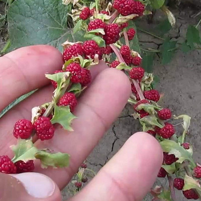 CYBEXIS Prolific Excellent Strawberry Spinach Seeds 4000 Seeds Seed(4000 per packet)
