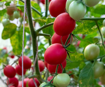 Oliver tomato Seed(100 per packet)