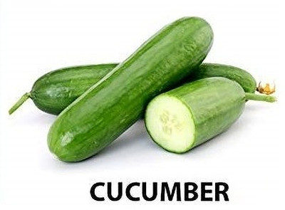 WILLVINE Fast Growth Cucumber indian Vegetable Seeds-[2000 Seeds] Seed(2000 per packet)