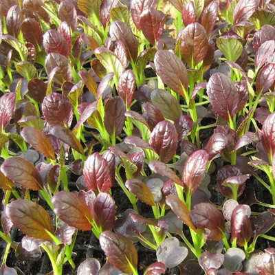 WILLVINE SYN -XVI Cabbage Seeds - Pak Choi - Purple Shanghai [10g] Seed(3000 per packet)