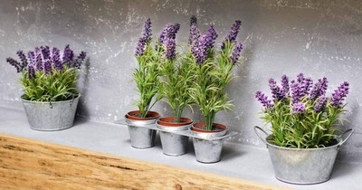 CYBEXIS LX-13 - True English Lavender - (750 Seeds) Seed(750 per packet)