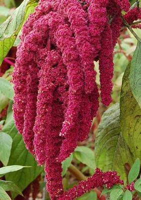 Aywal Amaranthus Burgundy Red/ Dark Green Flower Seed(60 per packet)