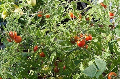 Qualtivate XXX-4A Tomato (49 Days) Siberian Seed(300 per packet)