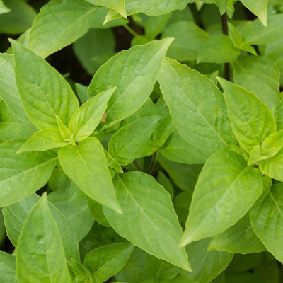 CYBEXIS LXI-22 - Lemon Thai Basil (Ocimum canum) - (4500 Seeds) Seed(4500 per packet)