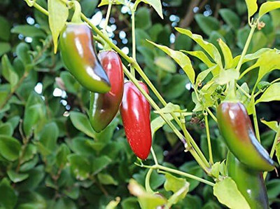 Qualtivate ICRA6-A Heirloom Jalapeno Pepper Seed(300 per packet)