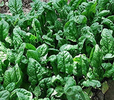 CYBEXIS F1 Hybrid Russian Spinach Seeds1000 Seeds Seed(1000 per packet)
