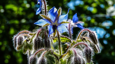 CYBEXIS NBIR-59 - Borage Cucumber Flavored Leaves - (450 Seeds) Seed(450 per packet)