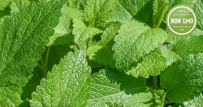 VibeX ® XLR-112 Capricata Citronella Lemon Balm Seed(500 per packet)