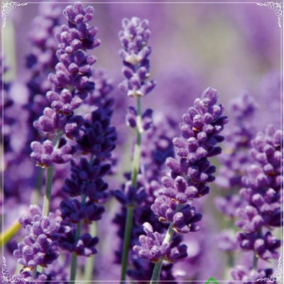 MOOFGA Fragrant French Provence Lavender Seed, Aromatic, Natural Seed(150 per packet)