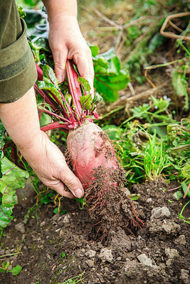 AFARTIOBINA 43 PCS BEETROOT SEEDS-A02 Seed(43 per packet)