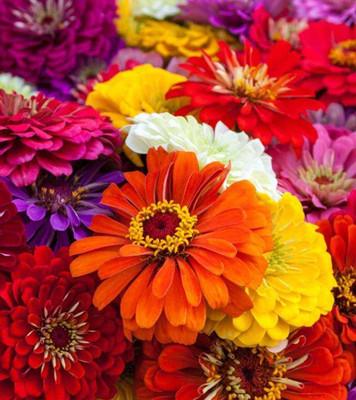 SEMINA VITA Zinnia Mixed Flower Seeds for Planting Seed Seed(85 per packet)