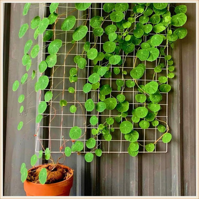 DHOR Stephania Erecta Plant Seed(1 per packet)