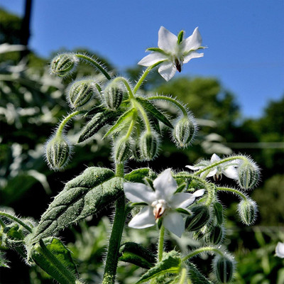 CYBEXIS NDIR-68 - White Borage - (1350 Seeds) Seed(1350 per packet)