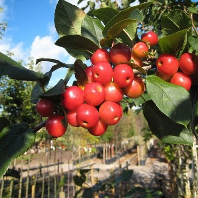 Aywal HYBRID FRESH RED APPLE Seed(40 per packet)