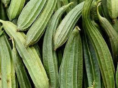 XOLDAA FI QUALITY RIDGE GOURD Seed(12 per packet)