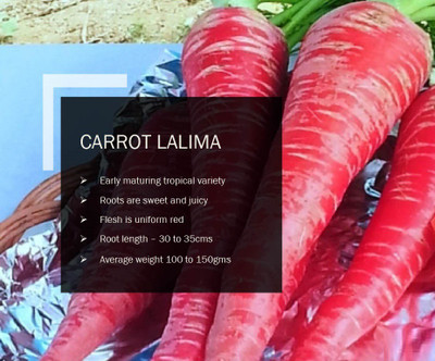VibeX CARROT LALIMA SEEDS(2000 Seeds) Seed(2000 per packet)