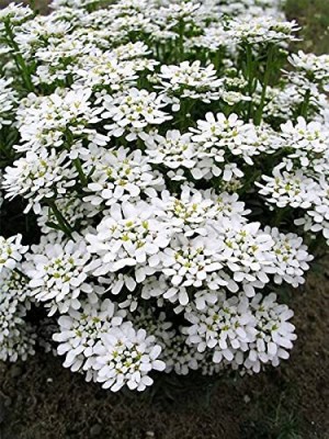 Aywal umbellata Dwarf Fairy Mix - Candytuft Seed(80 per packet)