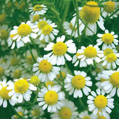VibeX VVI-89 - Roman Chamomile - (750 Seeds) Seed(750 per packet)