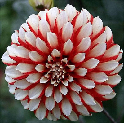 CYBEXIS LXI-22 - Dinner Plate Rainbow Dahlia Mixed Color - (180 Seeds) Seed(180 per packet)