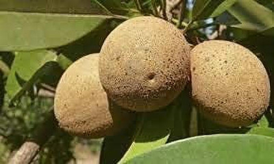 MAA Chikoo, Sapota, Chiku Seed(27 per packet)