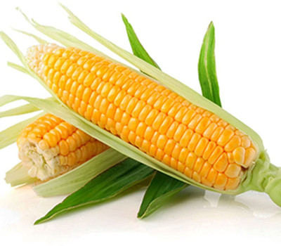 VibeX ® VMR-829 Sweet Corn F1 Hybrid Seeds Seed(500 per packet)
