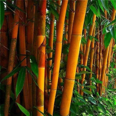ibains Bamboo tree seeds Seed(275 per packet)