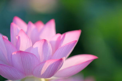 Abamec lotus,kamal gatta Seed(10 per packet)