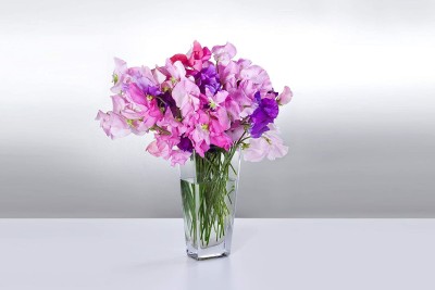 VibeX PUAS-60 - Sweet Pea Everlasting Mixed Color - (900 Seeds) Seed(900 per packet)