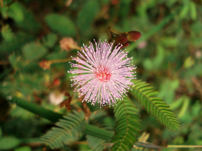 KNESSiN Touch Me Not Plant - Mimosa Pudica Seed(100 per packet)