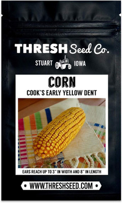 WILLVINE VMR -XI Cooks Early Yellow Dent Corn-[250g] Seed(1000 per packet)