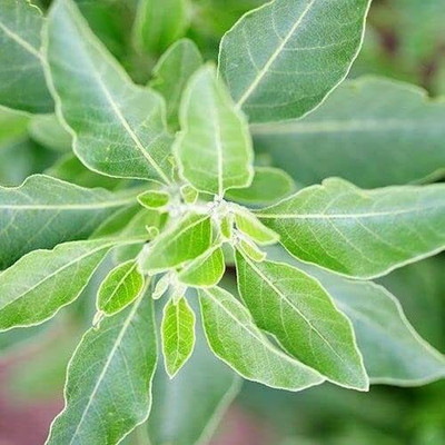 Aywal Ashwagandha Herb Seed(15 per packet)