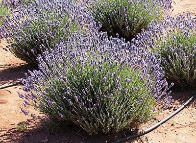 VibeX TLX-92 - English Lavender - (2250 Seeds) Seed(2250 per packet)