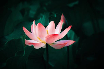 Alberts lotus,kamal gatta Seed(11 per packet)