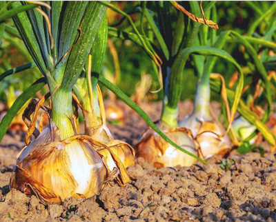 CYBEXIS Seeds of Vegetable Onion Signum (Allium Cepa)1000 Seeds Seed(1000 per packet)