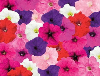 WHADE Petunia trailing SUCCESS TR Maxi Mix Seed(150 per packet)