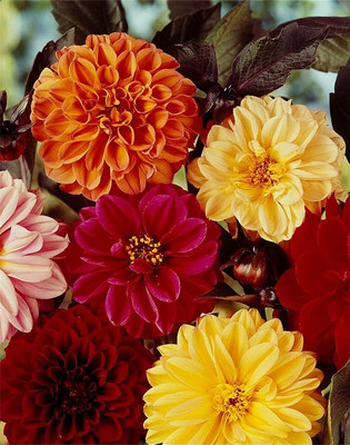 Qualtivate ATS-353 Dahlia Redleaf Flower Seeds Seed(50 per packet)
