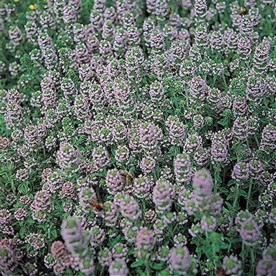 VibeX ® VXI-33 Common Thyme Seeds Seed(200 per packet)