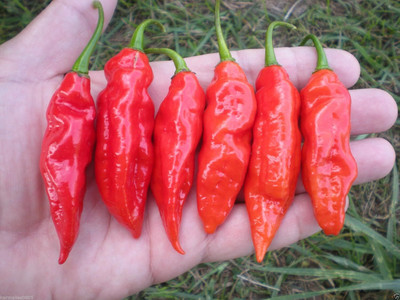KNESSiN Red Hot Chilli Pepper High scaled Scoville Chilli[400 Seeds] Seed(400 per packet)