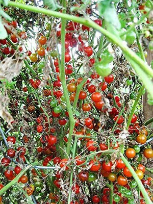 Qualtivate PUA-8A Heirloom Non-GMO, Extra Sweet Tomato Seed(300 per packet)