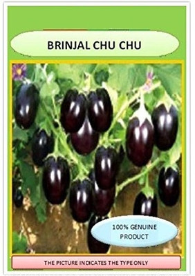 Qualtivate ICRA-8A BRINJAL CHU CHU ORGANIC F1, HYBRID Seed(300 per packet)