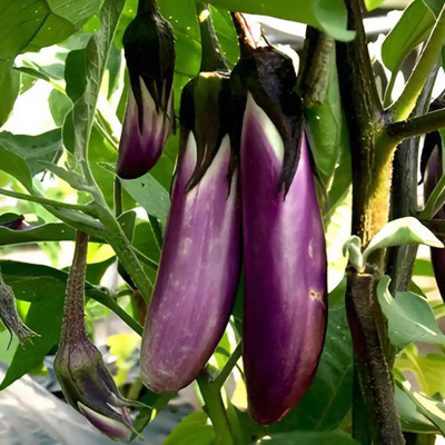 DEYS AGRO ™ brinjal seeds, jungle long brinjal seeds hybrid, begun|baigan|bagan Seed(165 per packet)