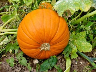 Pearlo Fresh Pumpkin Vegetable Hybrid Quality Seed(50 per packet)