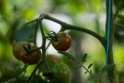 KISHORI CREATIONS tomato Seed(55 per packet)