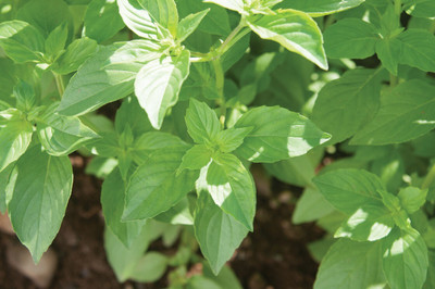 Qualtivate PUAS-1 Mrs. Burns Lemon Basil Seeds Seed(1000 per packet)
