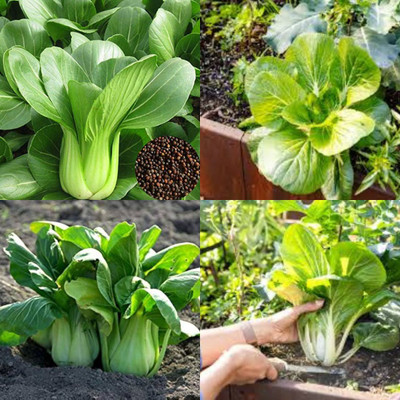 sbains Pak Choi Seeds For Sprouting no of seeds 16 Seed(16 per packet)