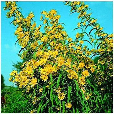 VibeX NDIR-34 - Prairie Sunflower - (1350 Seeds) Seed(1350 per packet)