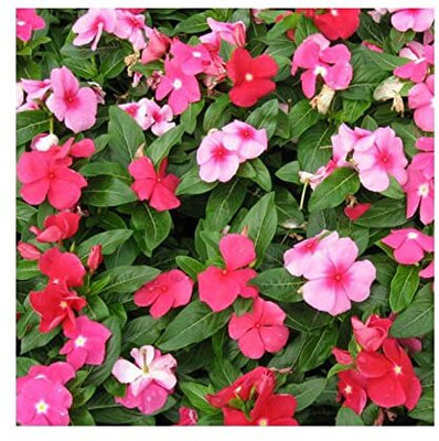 Lorvox Hybrid vinca seeds multicolour/Vinca Seed(110 per packet)